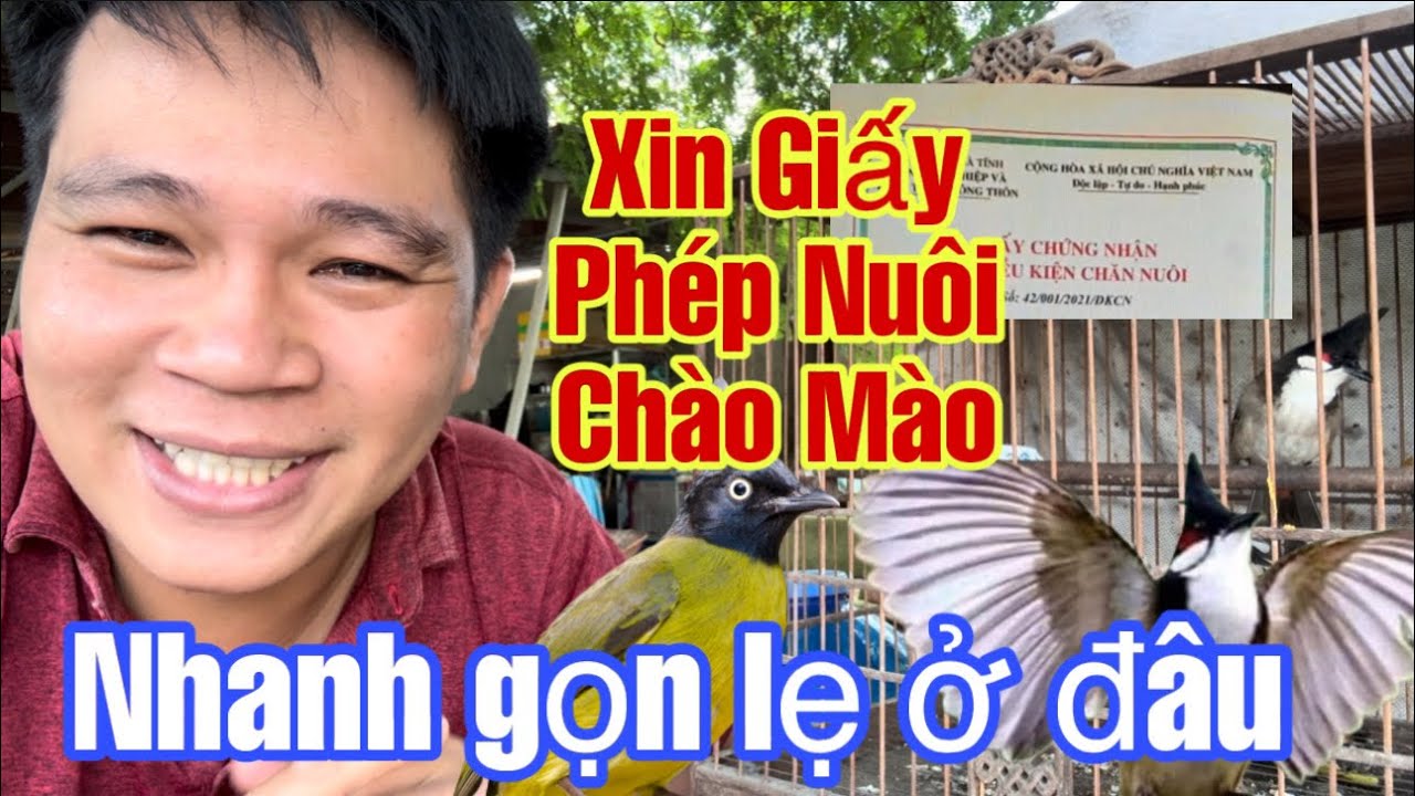 Cách Xin Giấy Phép Nuôi Chim Chào Mào AE Cần Biết