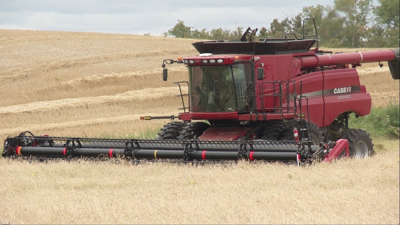 Brasetto Hybrid Fall Rye Crop