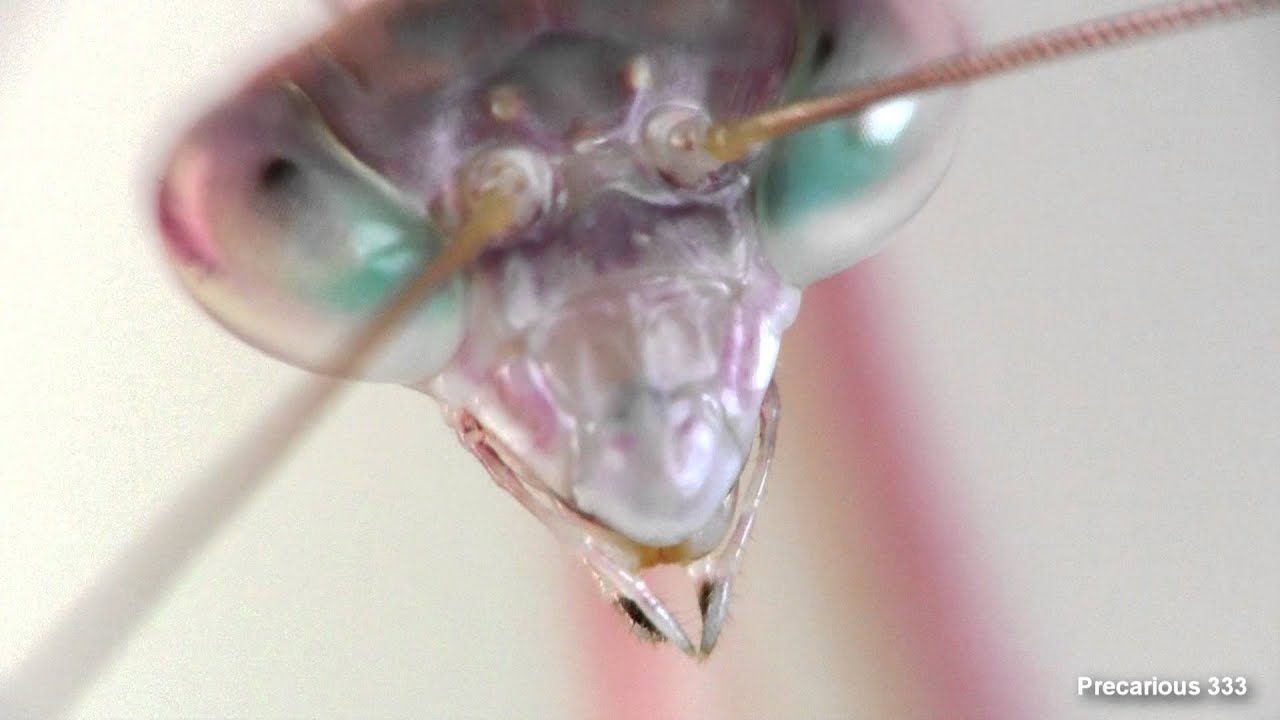 Pink Panther Mantis