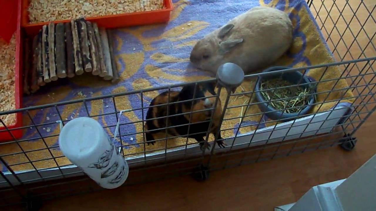 Guinea pig and bunny