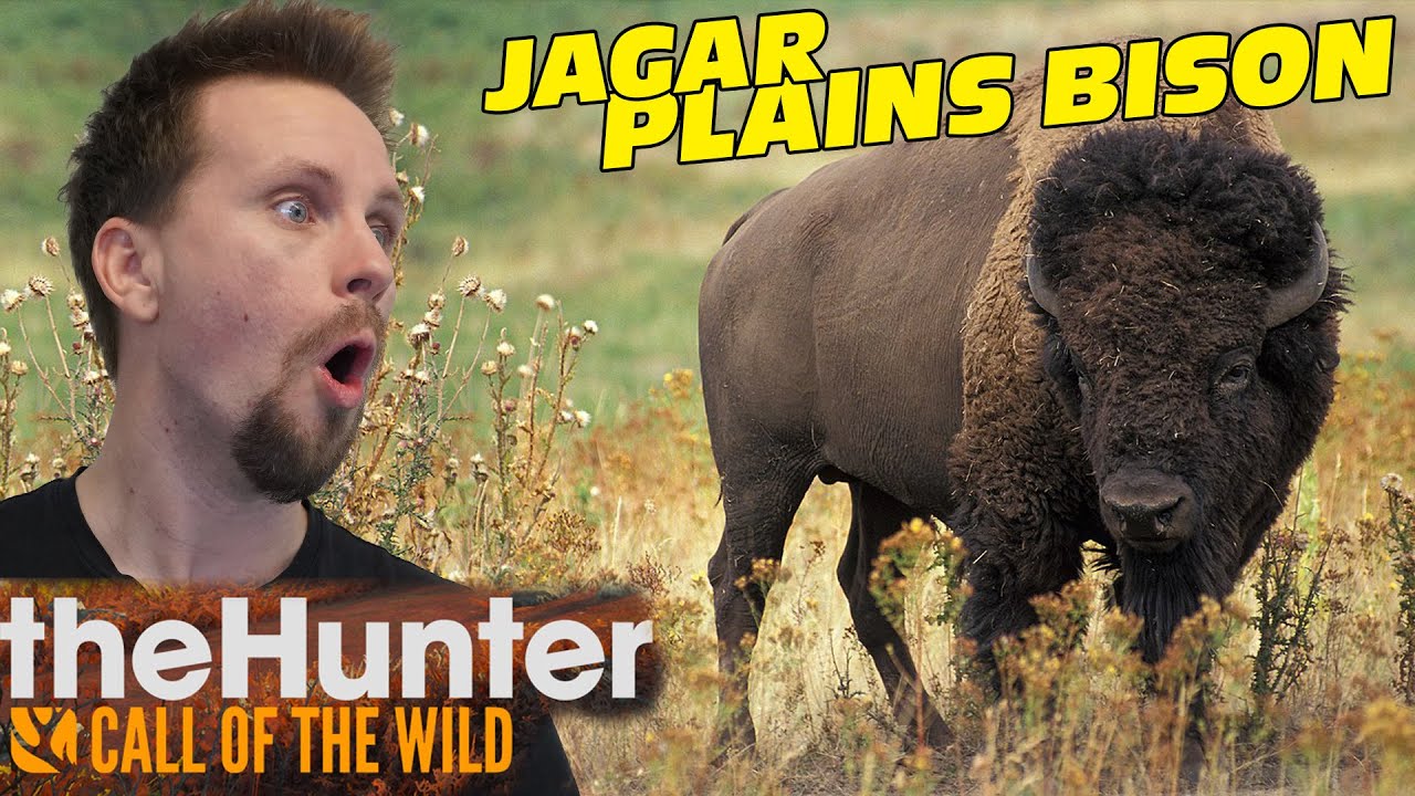 VI KÖTTAR PLAINS BISONS | The Hunter - Call of the wild med Softis
