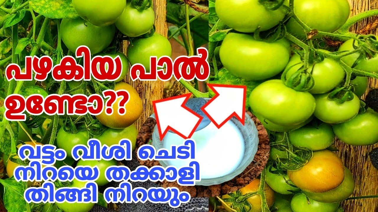 തുടക്കക്കാർ അറിഞ്ഞിരിക്കേണ്ട 5 വള രീതികൾ | Tomato Plant Growing Fertilizer