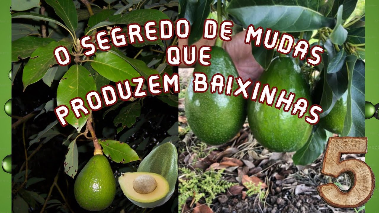 FAZENDO MUDAS que logo já produzem – PARTE 5
