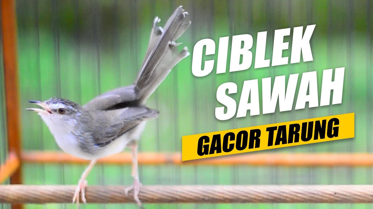 PANCINGAN CIBLEK SAWAH GACOR TARUNG