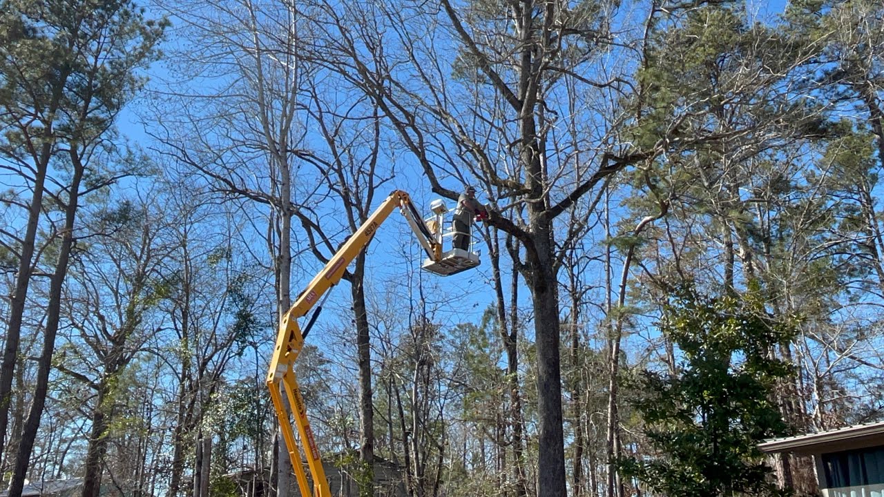 Cutting tree limbs off property line#bauer #treecutting 