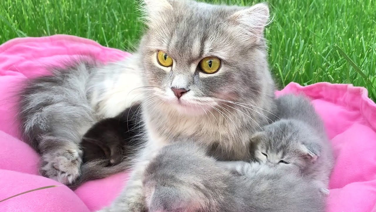 Мама кошка охраняет котят во время игры на природе