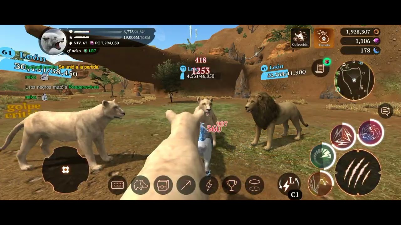 Increíble batalla con leones y leonas en la isla 🏝sexta valle de la sabana