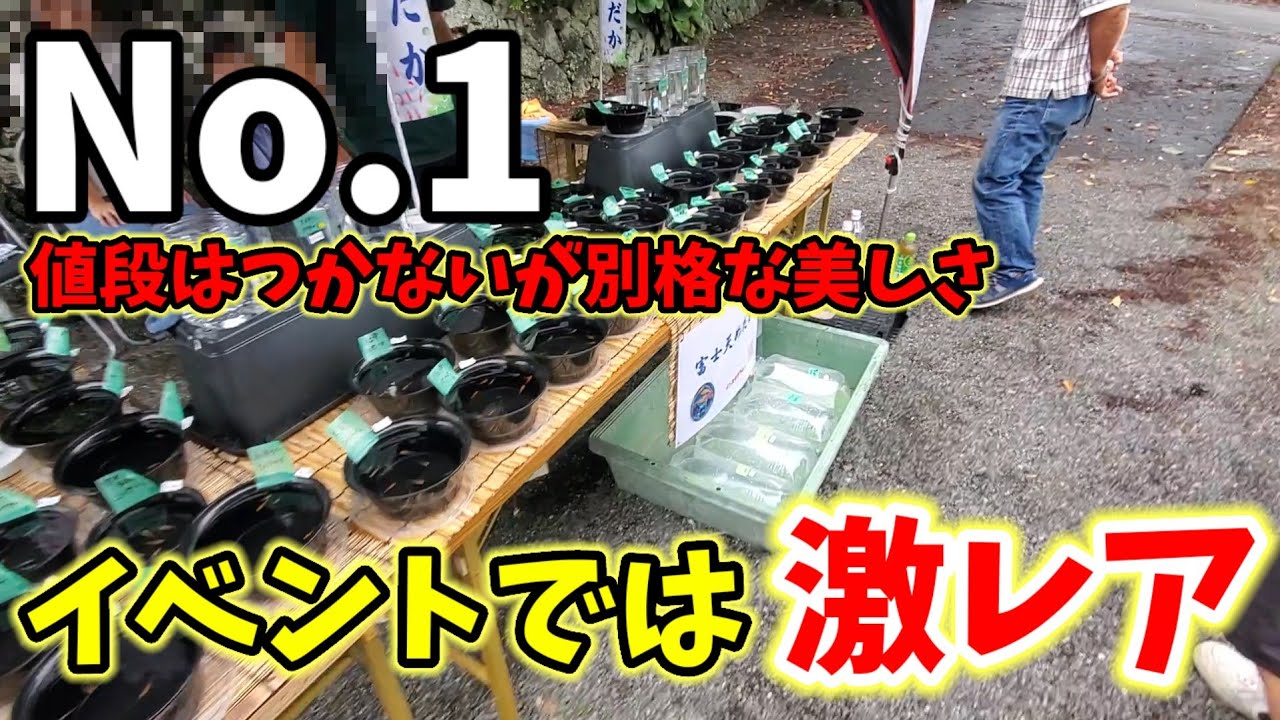 【No.1】改良メダカ人気の火付け役【イベントでは激レア】あの品種が販売されていた‼️高い安いではない。やはり体外光の美しさは別格である。安らぎAQUAちゃんねる