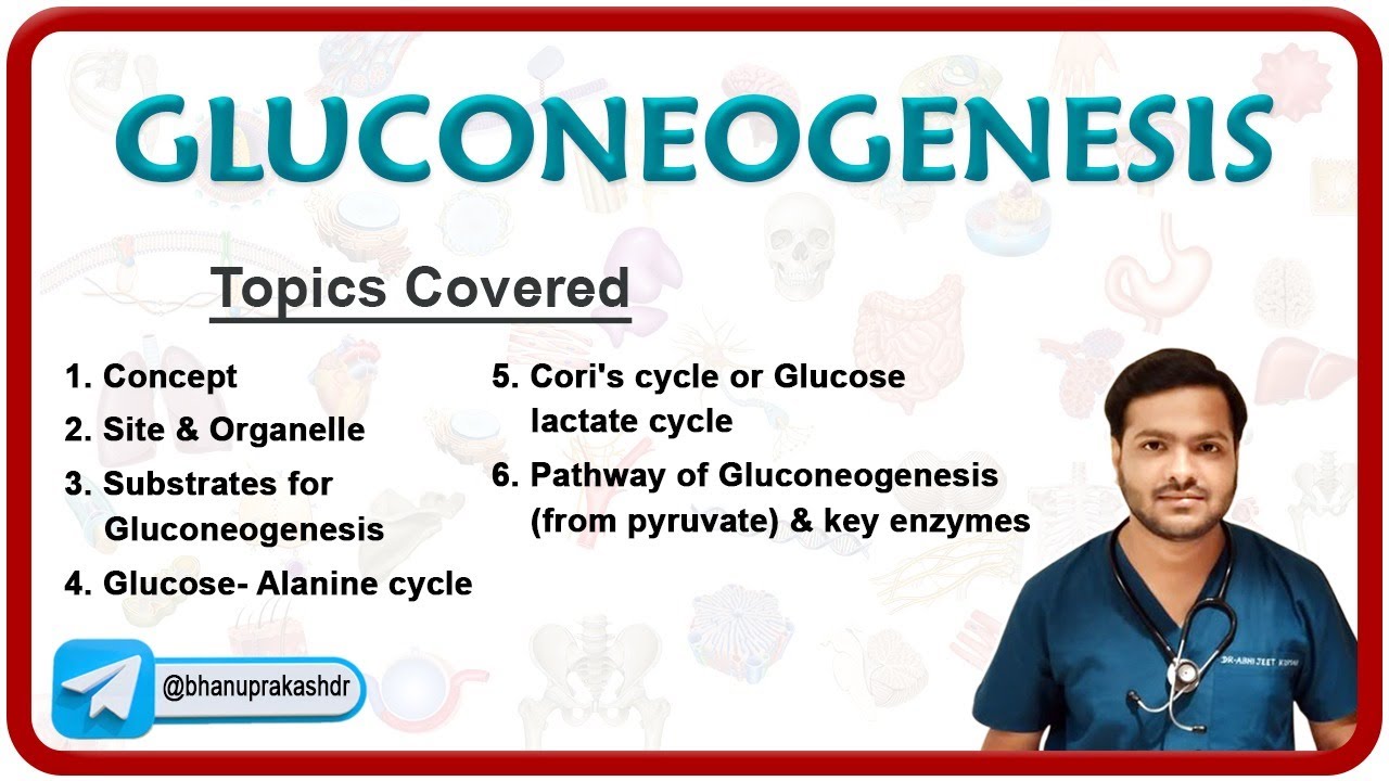Gluconeogenesis (Hindi) ग्ल्यूकोनिओजिस : Medical Biochemistry
