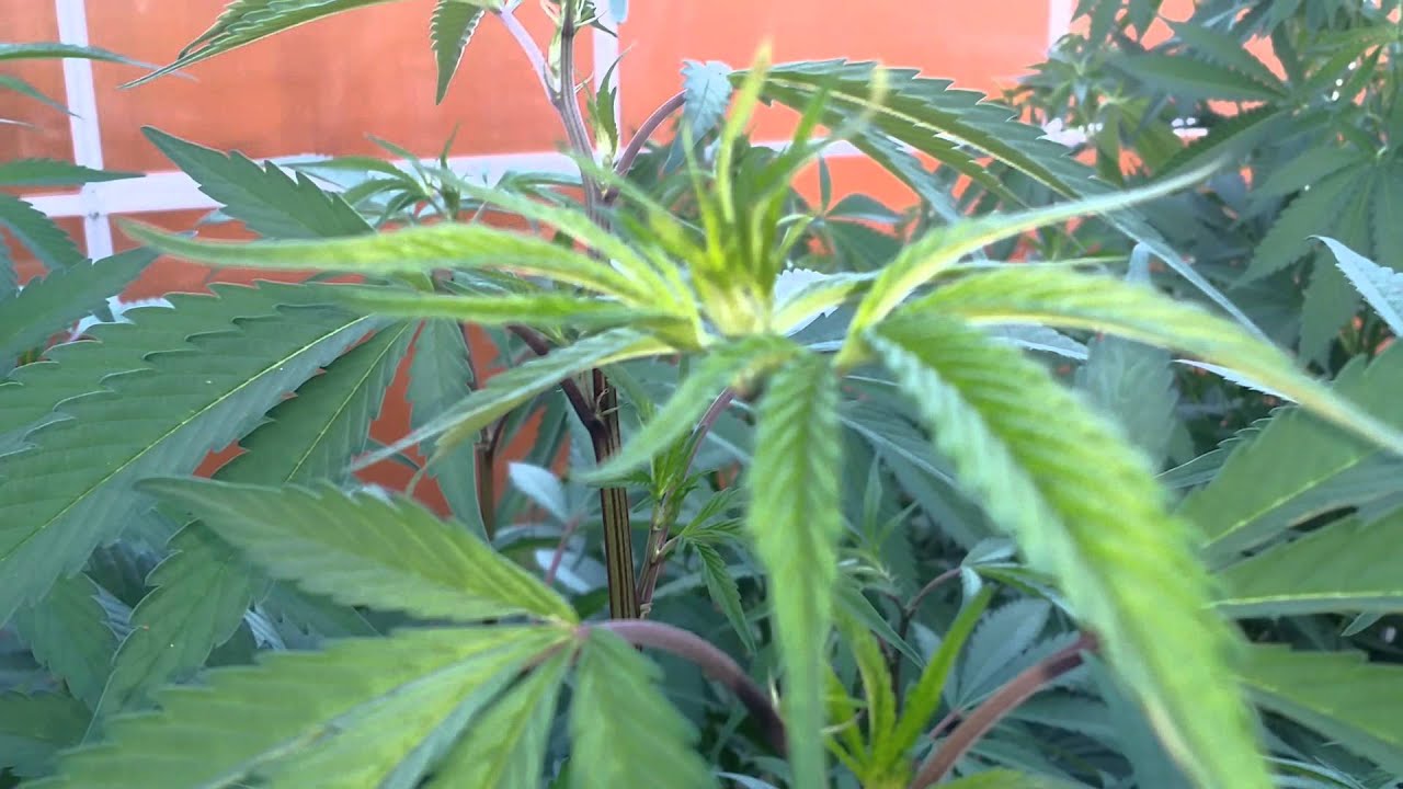 Rare Dankness Flo OG, DJ short Flo, CBD Crew, GPD grow