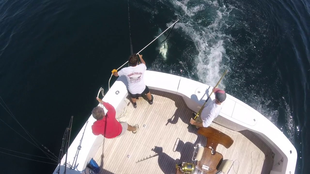 Bluefin Tuna 7 9 19