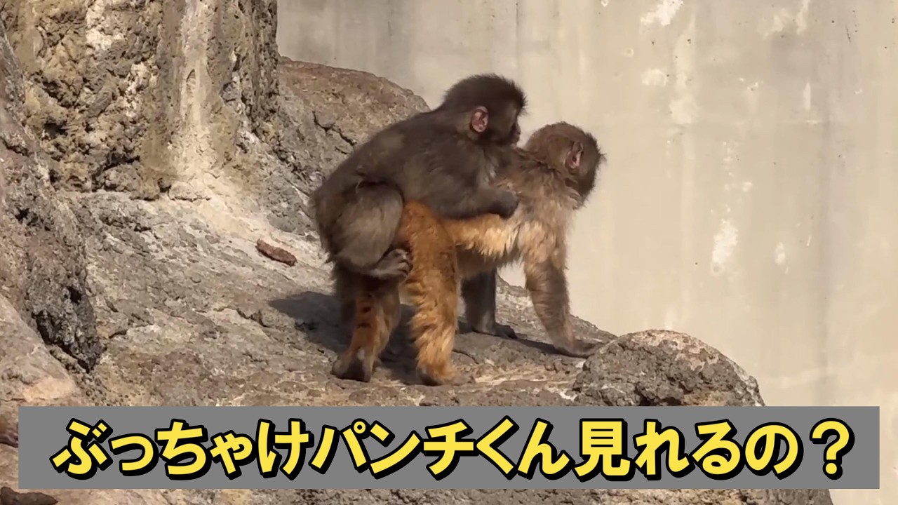 番外編 三連休混雑すんだろうな…【番外編】【市川市動植物園】ニホンザル