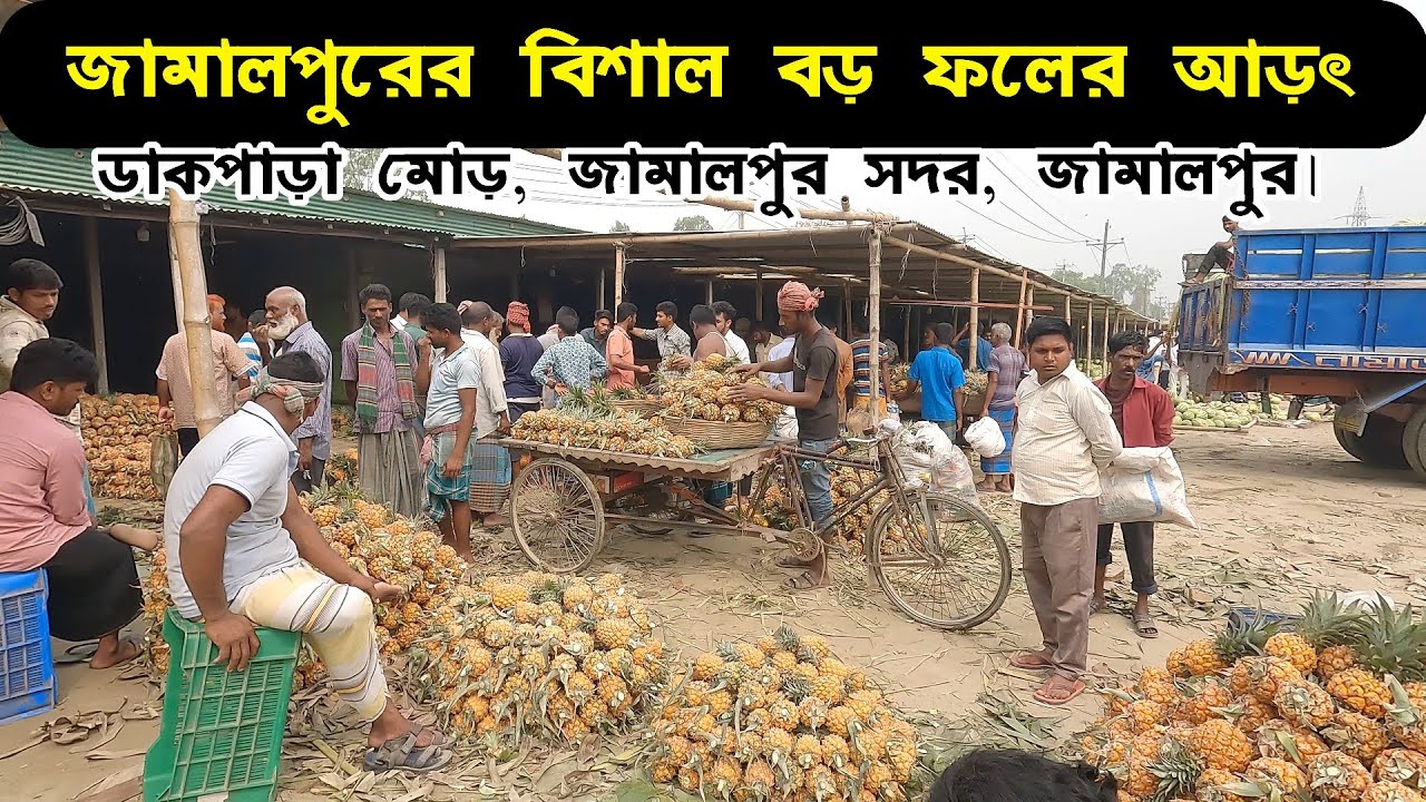 জামালপুরের সবচেয়ে বড় পাইকারি ফলের আড়ৎ | আনারস, তরমুজে ভরপুর | Biggest fruits market in Jamalpur