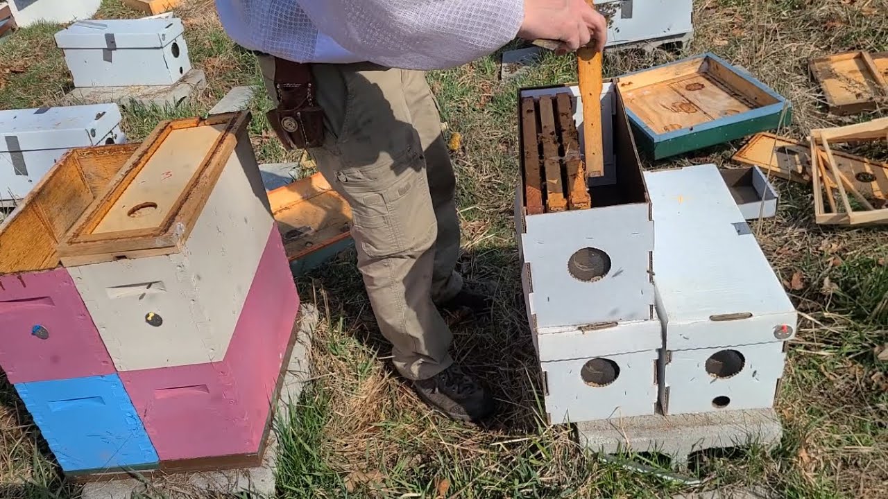 Moving Overwintered Nucs to Transport Boxes