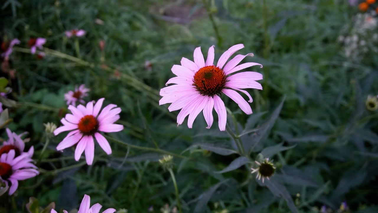 Early July Garden Tour 2025
