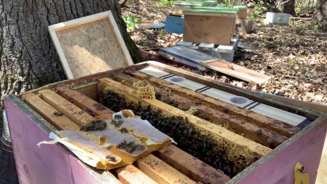 Red Barn Honey Bees | Episode 1.01 | Nuc Transfers