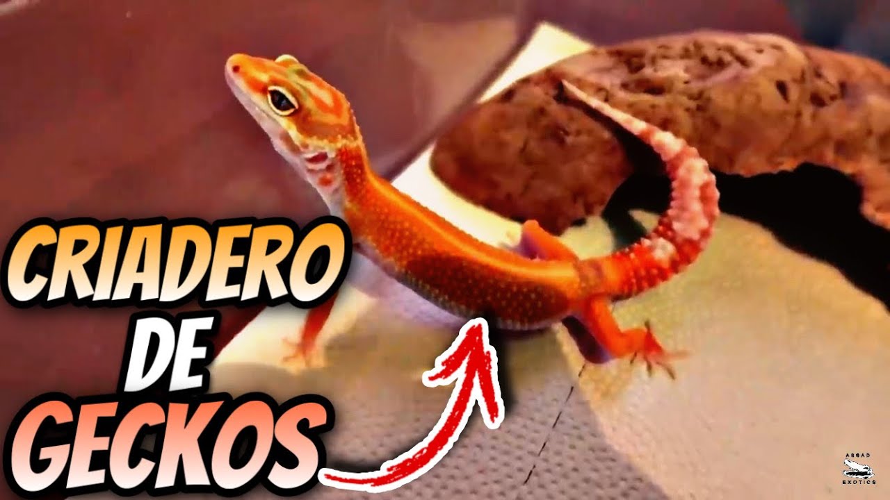 Criadero De Gecko Leopardo!!! Visita Antonio Reyna