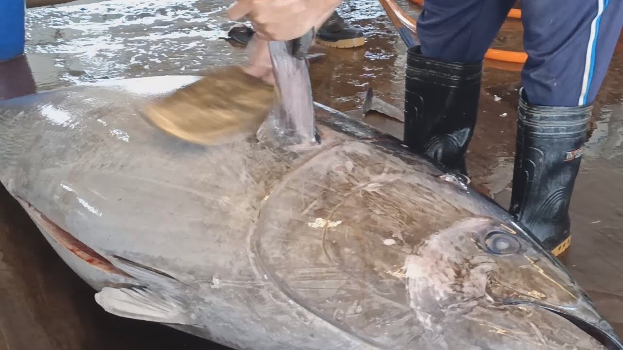 475kg Giant Bluefin Tuna Superb Cutting Skills