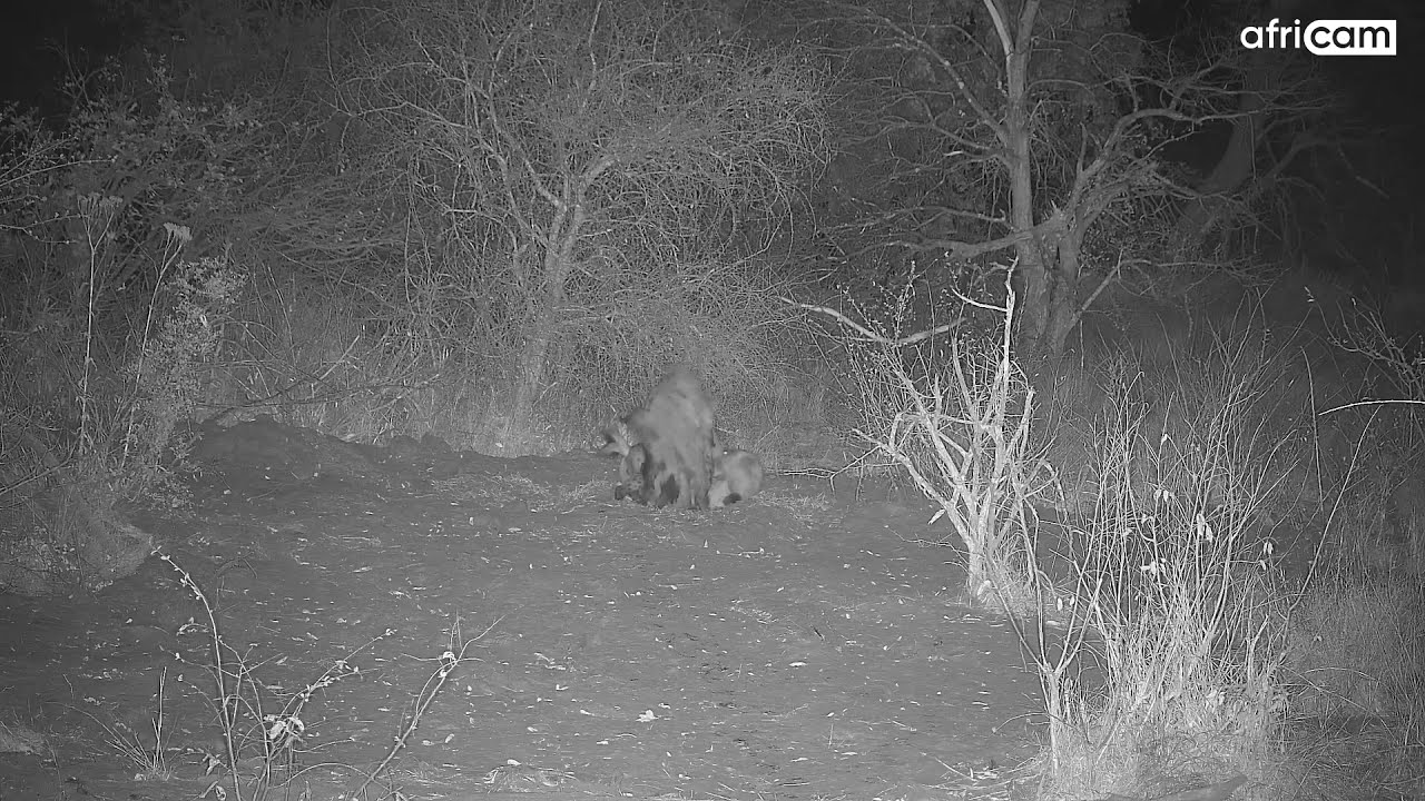Hyena Mating Attempt at Naledi