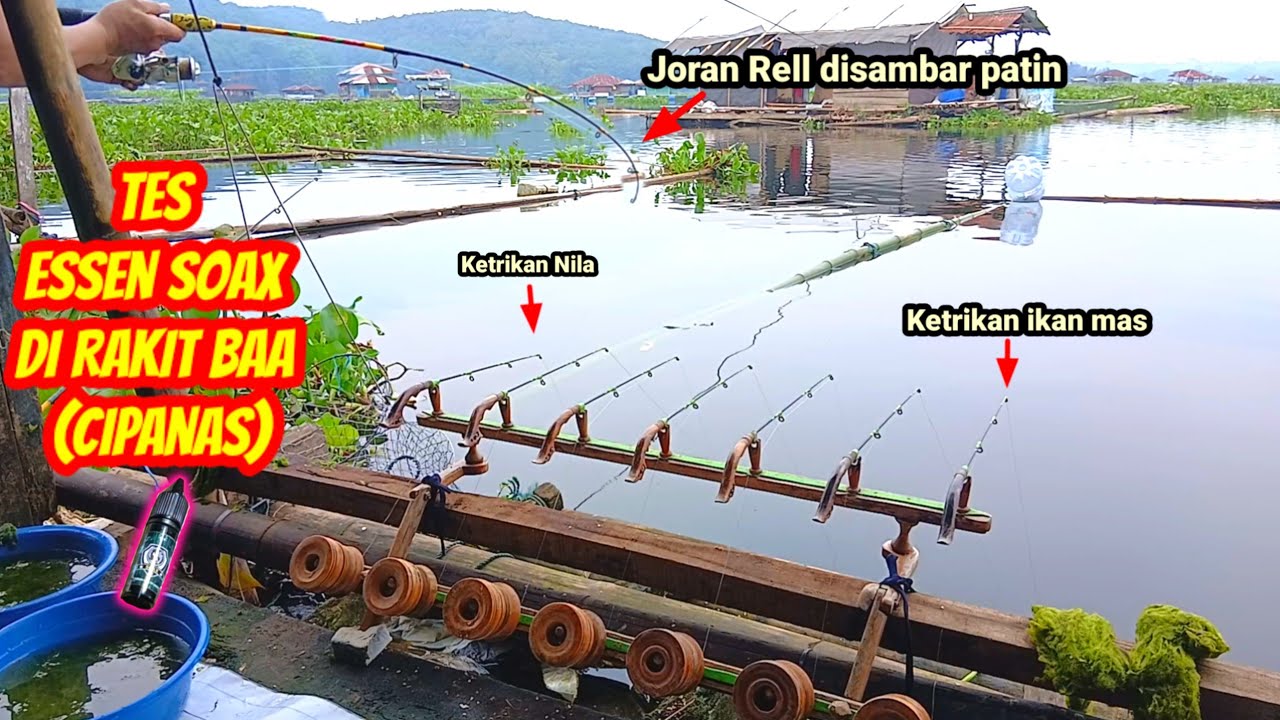 Selain untuk nila & ikan mas, essen ini juga joss untuk patin! || MANCING CIRATA RAKIT BAA (CIPANAS)