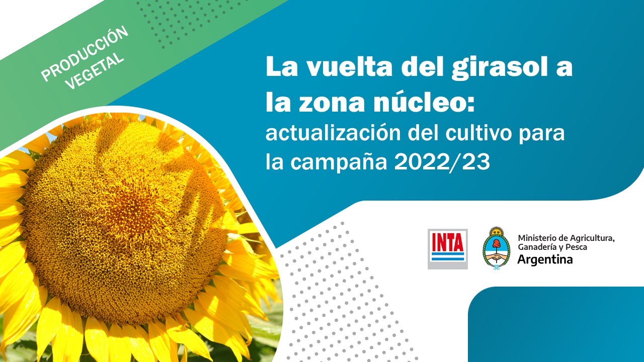 La vuelta del girasol a la zona núcleo