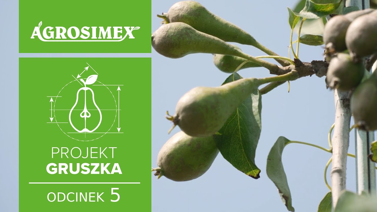 Projekt Gruszka odc. 5 - Spos&oacute;b na sukces w uprawie grusz  | Agrosimex
