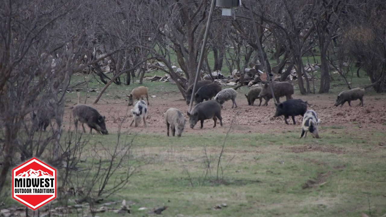 TEXAS HOG HUNTING | Midwest Outdoor Traditions