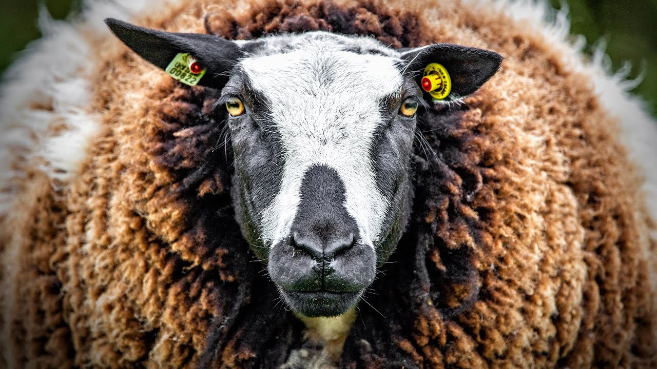 ТРАНСФОРМАЦИЯ для этого потрясающего барана!