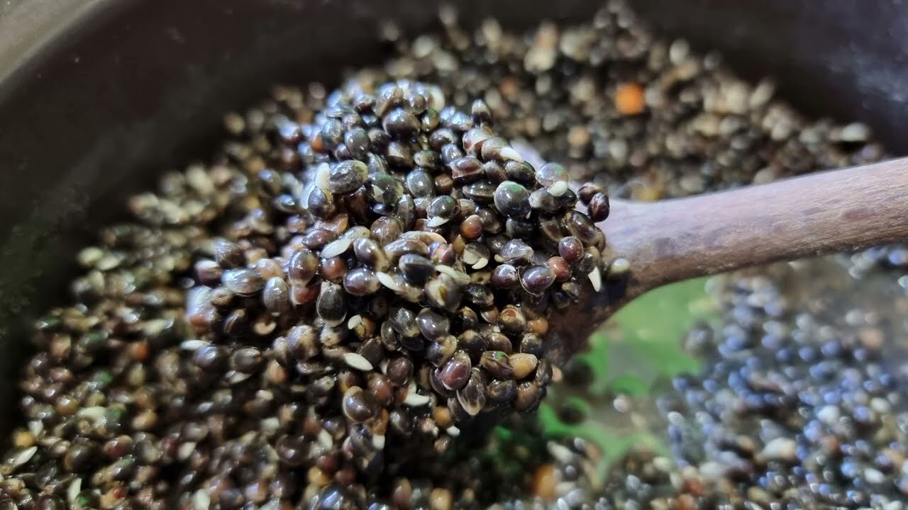 How To Prepare and Cook Hemp seeds (industrial) for Fishing