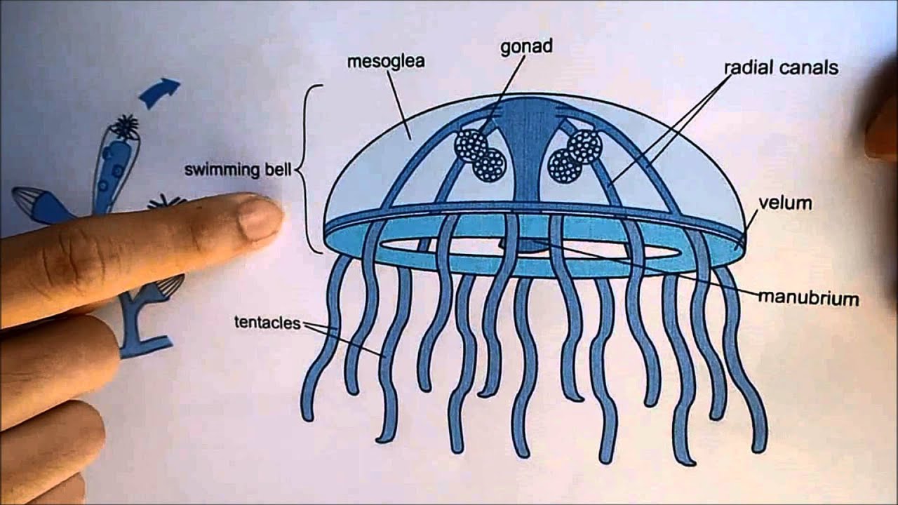 life cycle of Obelia