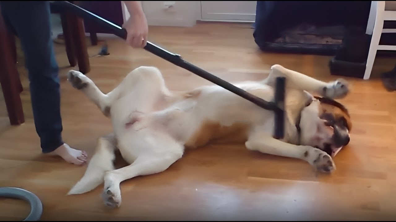 Try Not To Laugh Challenge Funny Dogs | Fail Compilation | FailArmy Real