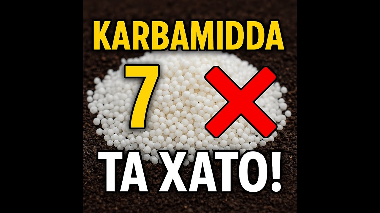 Karbamidni noto‘g‘ri qo‘llash oqibatlari  #karbamid #azotli #o'g'itlar, #ureani #qanday #ishlatish