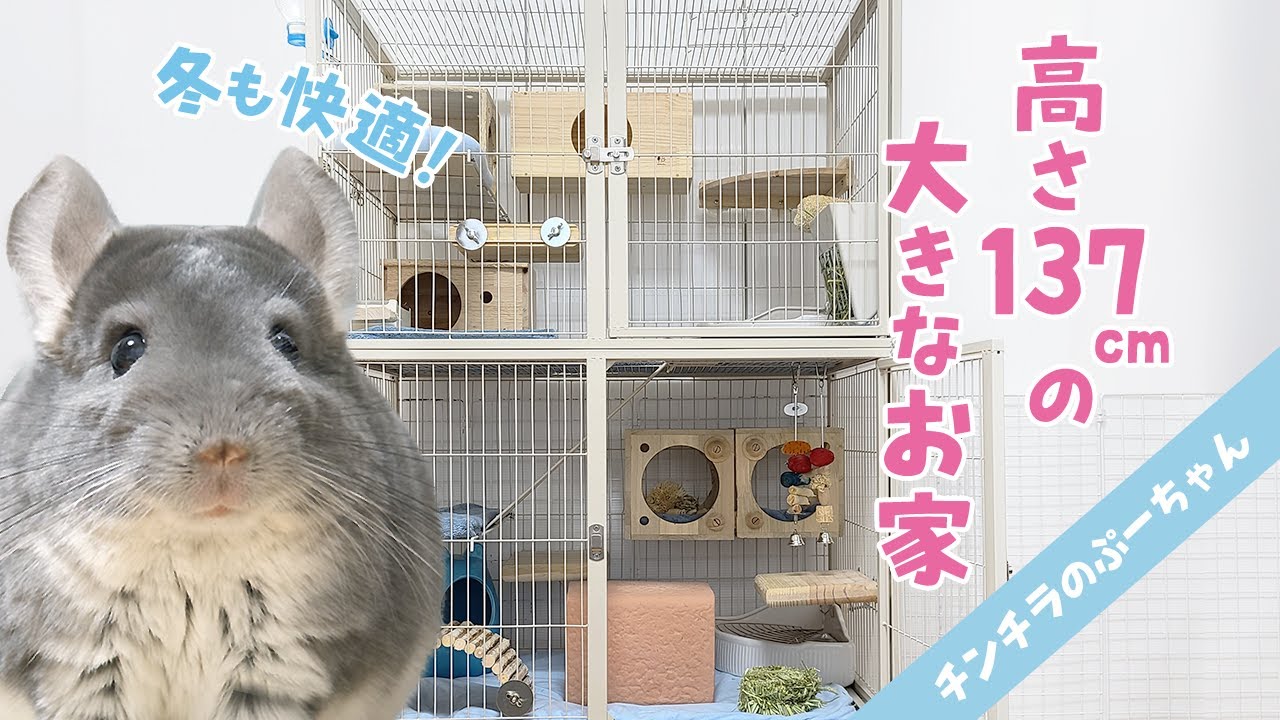 【4階建て大型ケージ】チンチラの巨大ケージルームツアー！Chinchilla Room Tour