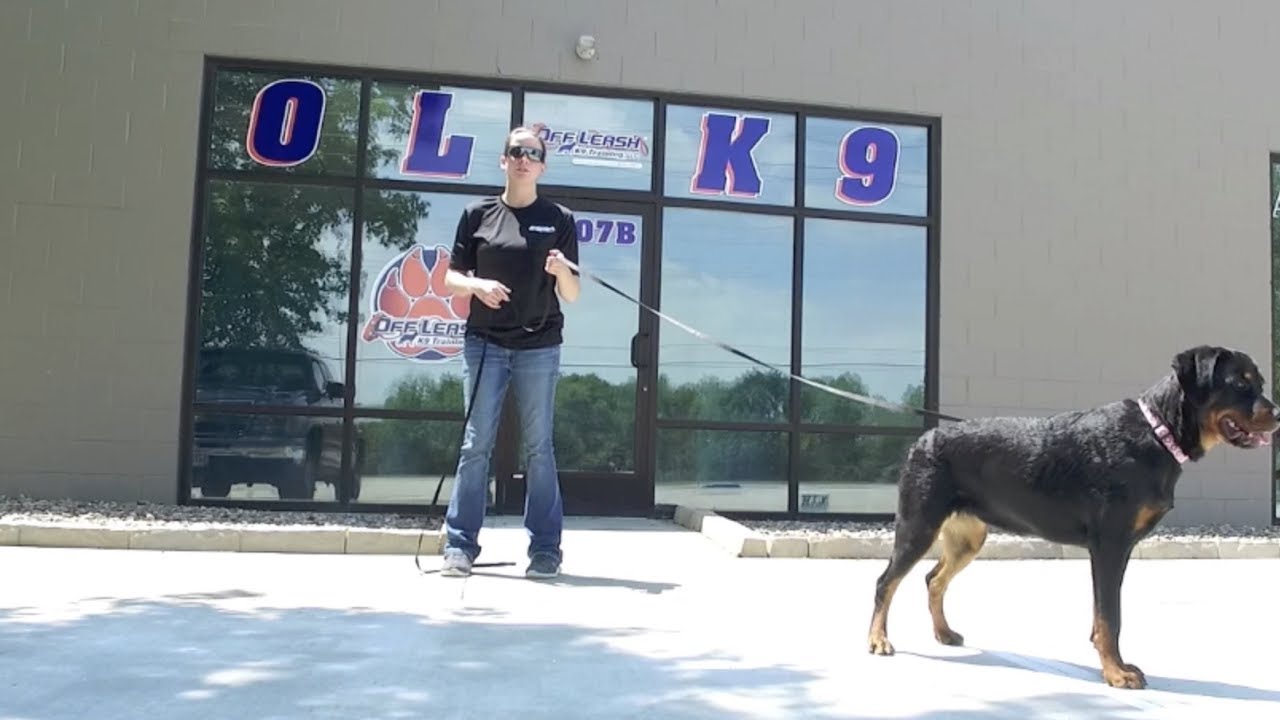 Best Dog Training in Columbus, Ohio! 8 Month Old Rottweiler, Yeti!
