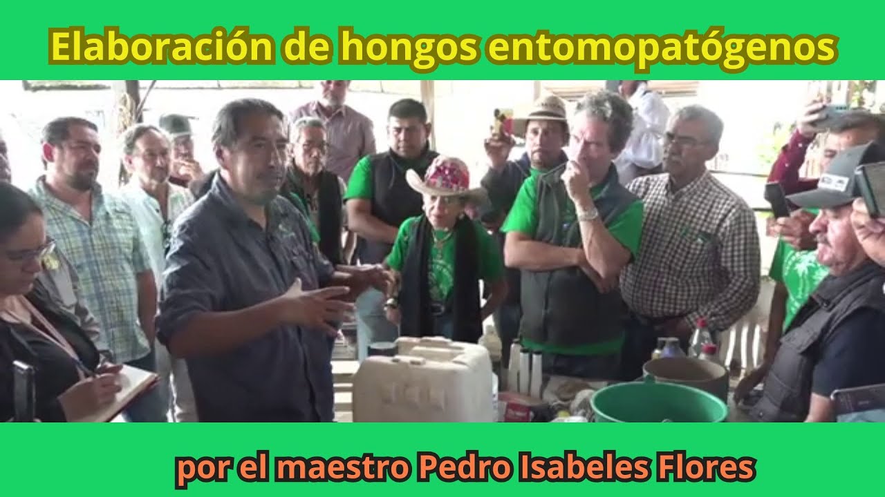 Elaboración de hongos entomopatógenos