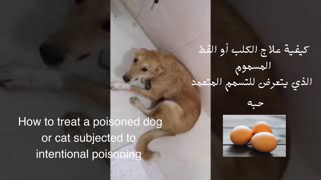 أفضل طرق إحياء قطط وكلاب مسموم الذي يتعرض للتسمم المتعمد