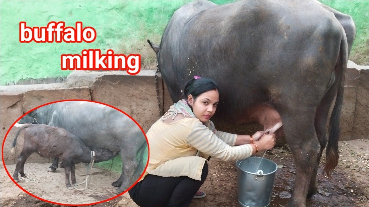 buffalo🦬milking/ buffalo milking girl hand village/buffalo milking vlog #priyanshichoudhary999
