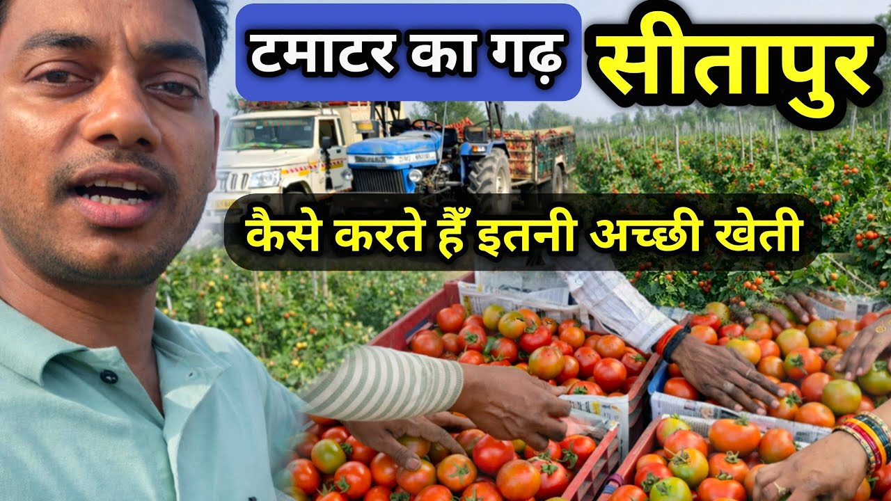 सीतापुर में टमाटर की खेती कैसे होती है देखलो/ Sitapur me himsona tamatar ki kheti kaise ki jati hai