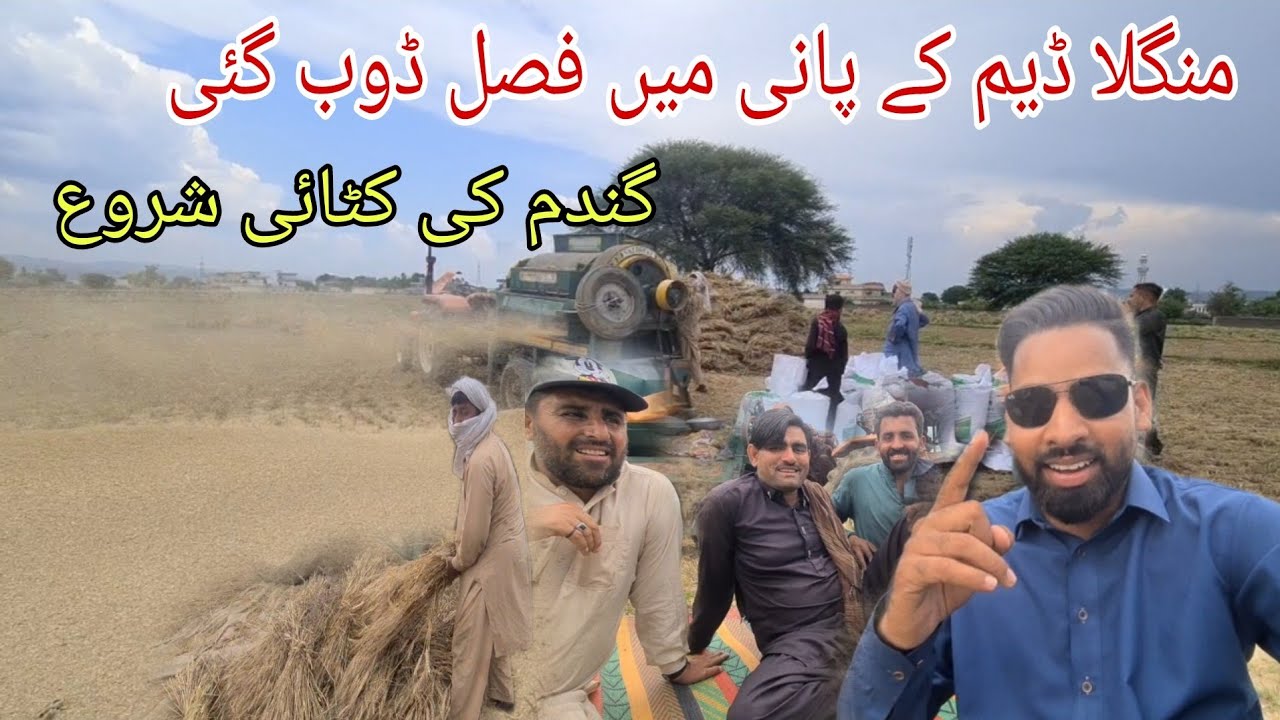 Wheat Crop was Damaged due to Torrential Rain in Dadyal Azad Kashmir | Gundam ki Katai Shuru