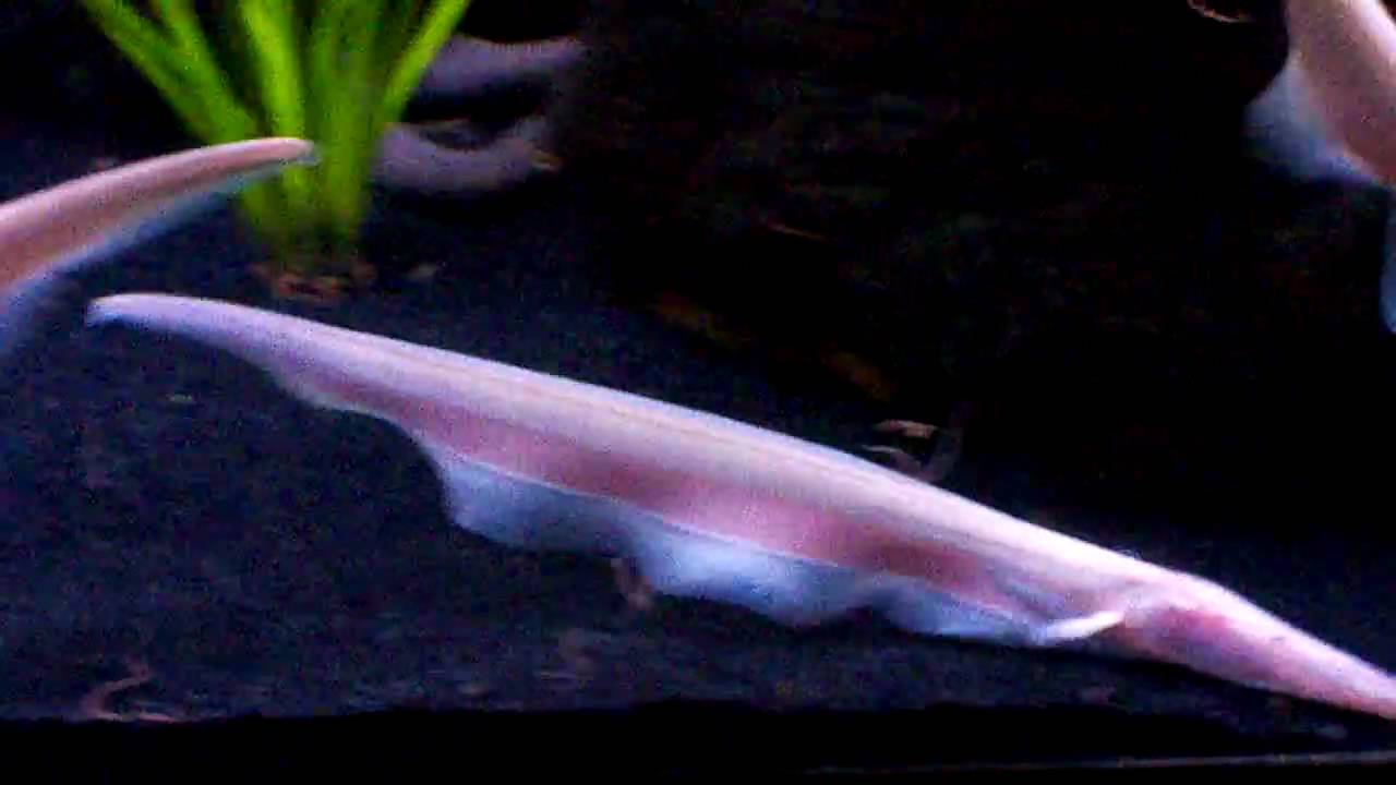 Tamandua Knife Fish