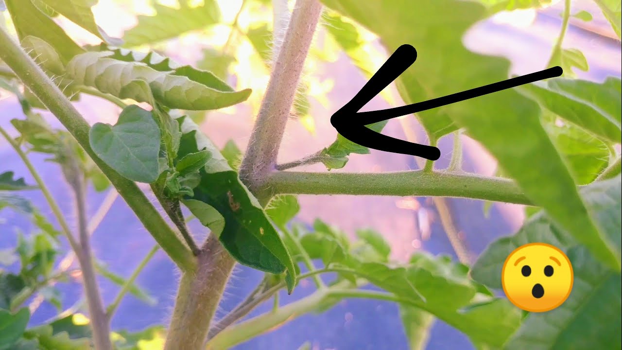 Why Tomato Stems 🍅 Turn Purple!