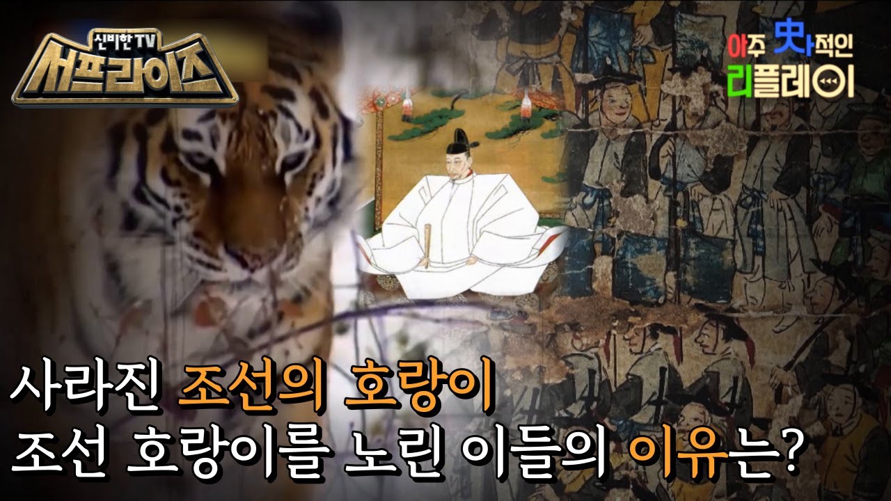 [신비한TV 서프라이즈] 우리 민족의 수호신이자 상징, 호랑이! 백두대간을 뛰놀던 호랑이가 멸종한 충격적인 이유가 밝혀진다!, MBC 230101 방송