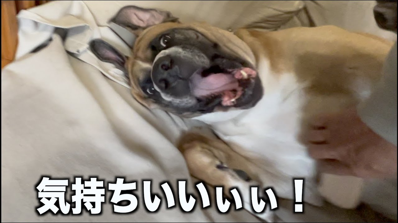 色々なブラシでケアしてみました