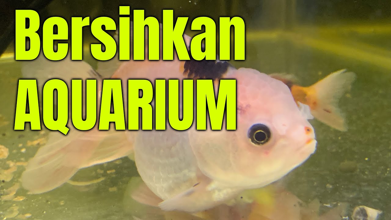 Ada yang tau Alat Pembersih Aquarium gak ?? Bingung bersihin pakai alat ini 🤯😭😭