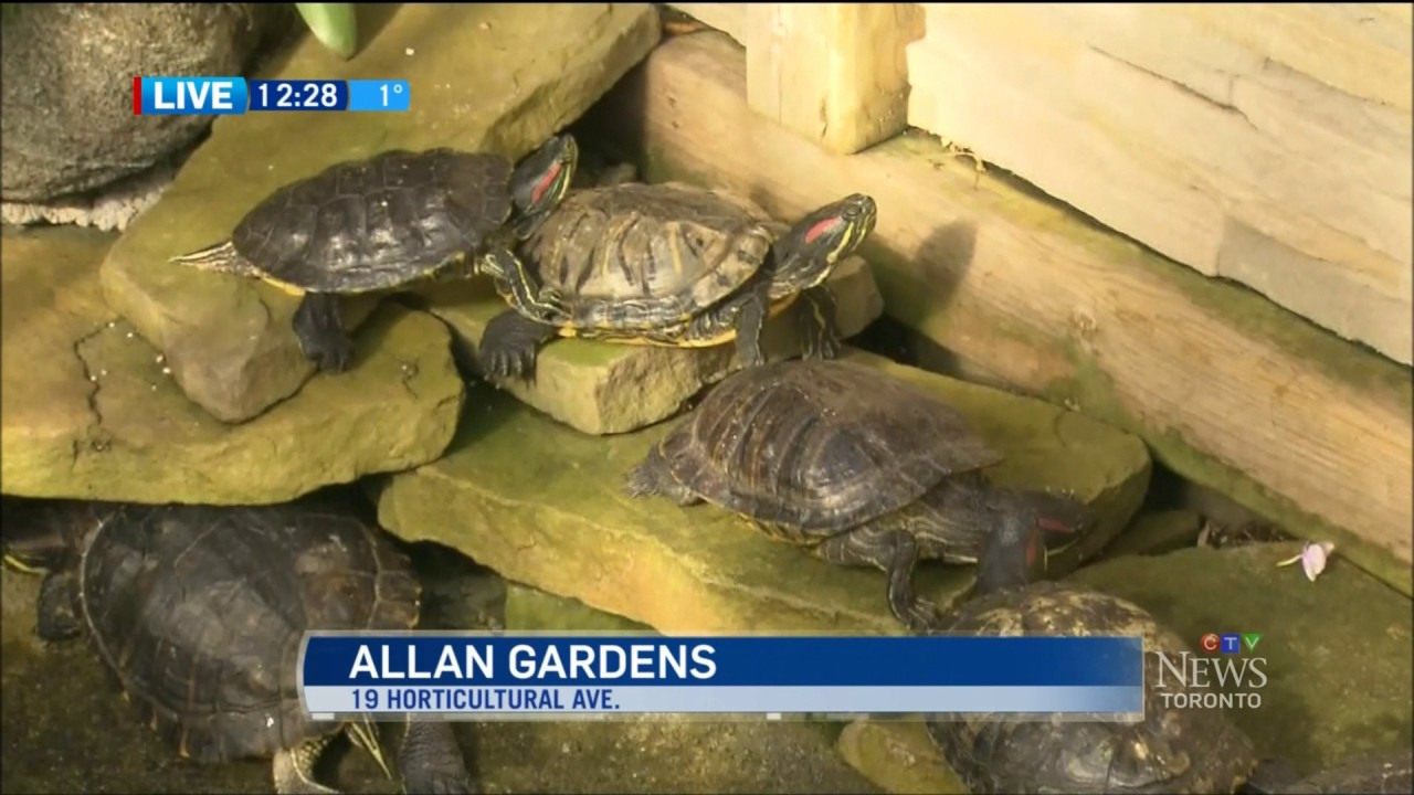 Curtis Evoy,  Allan Gardens Conservatory horticulturalist invites the Toronto public - 2017