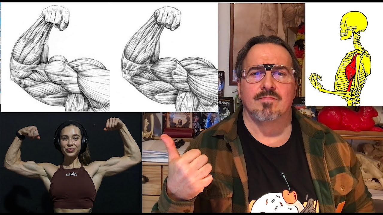 Muscle court ou muscle long comprendre ta morphologie grâce a la science