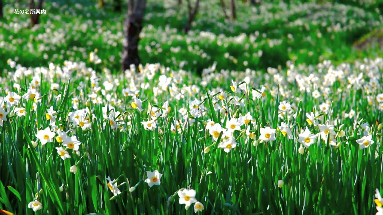 ［HD］千葉県「とみやま水仙遊歩道」Daffodil Garden　花の名所　花見頃