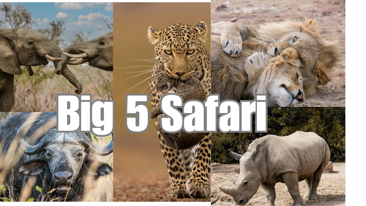 The Ultimate Big 5 Safari Experience 🦏🌍  Nature&rsquo;s Greatest Icons in 4K