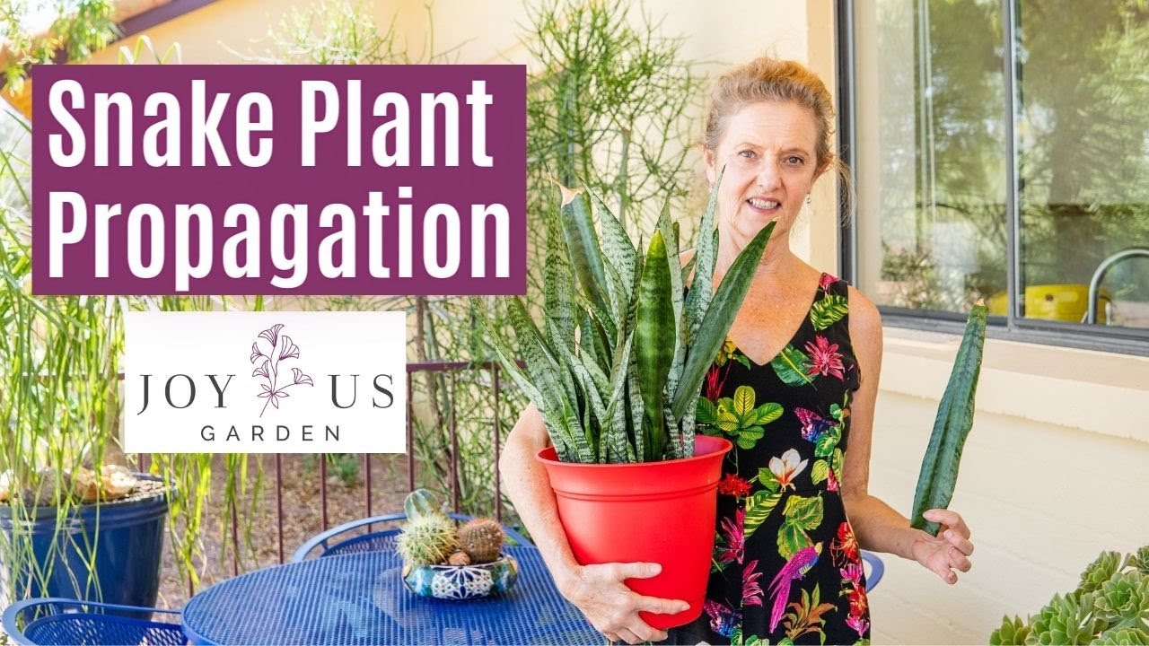 PROPAGATING SNAKE PLANTS : LEAF CUTTINGS IN SOIL