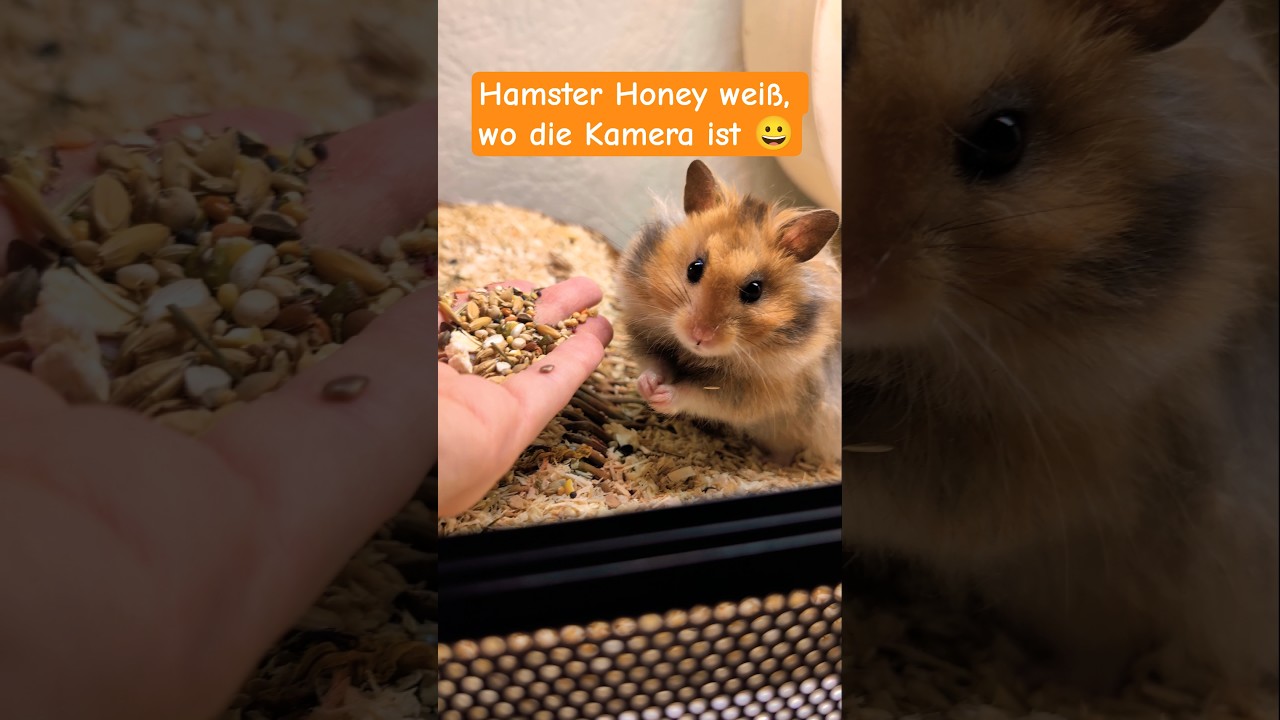 Goldhamster macht lustige Gesichter beim Füttern 😃🐹🥰